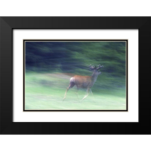 Canada, Alberta, Jasper NP Mule deer running Black Modern Wood Framed Art Print with Double Matting by Delisle, Gilles