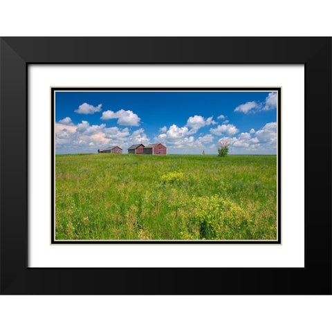 Canada-Alberta-Oyen Granaries in field of grass Black Modern Wood Framed Art Print with Double Matting by Jaynes Gallery