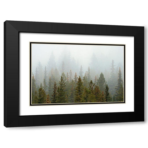 Canada-Alberta-Banff National Park Bow Valley forest in fog Black Modern Wood Framed Art Print with Double Matting by Jaynes Gallery