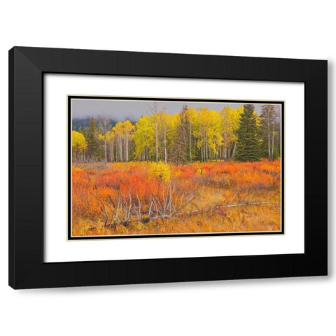 Canada-Alberta-Banff National Park Bow Valley in autumn colors Black Modern Wood Framed Art Print with Double Matting by Jaynes Gallery