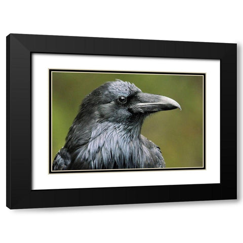 Canada-Alberta-Banff National Park Common raven close-up Black Modern Wood Framed Art Print with Double Matting by Jaynes Gallery