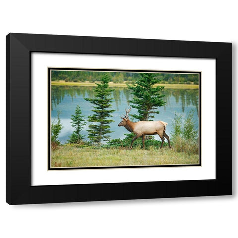 Canada-Alberta-Jasper National Park Bull elk next to Athabasca River Black Modern Wood Framed Art Print with Double Matting by Jaynes Gallery