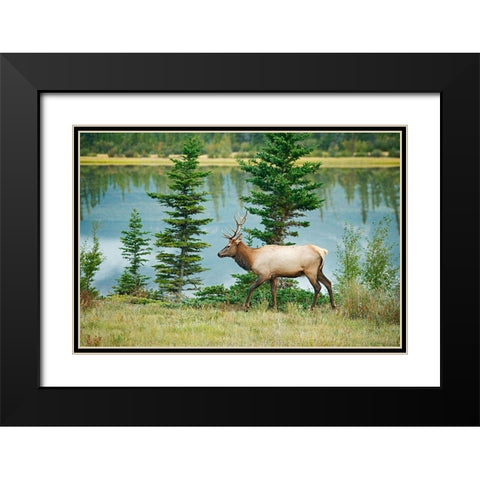 Canada-Alberta-Jasper National Park Bull elk next to Athabasca River Black Modern Wood Framed Art Print with Double Matting by Jaynes Gallery