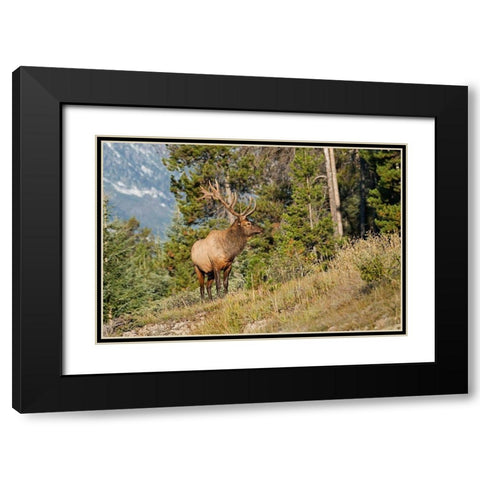 Canada-Alberta-Jasper National Park Bull elk on mountain Black Modern Wood Framed Art Print with Double Matting by Jaynes Gallery