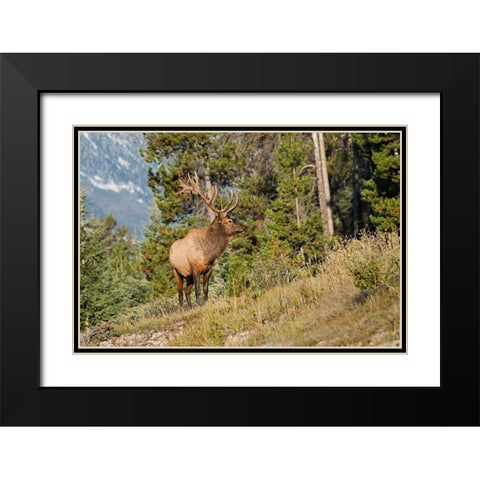 Canada-Alberta-Jasper National Park Bull elk on mountain Black Modern Wood Framed Art Print with Double Matting by Jaynes Gallery