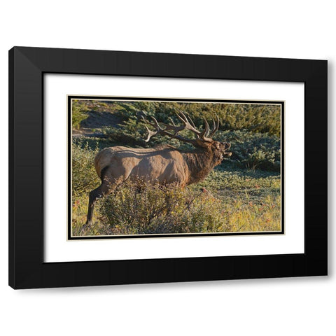 Canada-Alberta-Jasper National Park Bull elk next to Athabasca River Black Modern Wood Framed Art Print with Double Matting by Jaynes Gallery