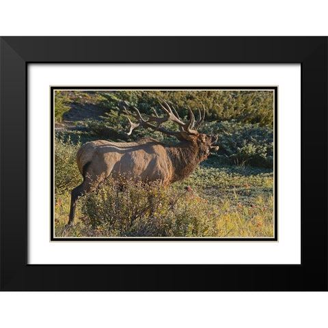 Canada-Alberta-Jasper National Park Bull elk next to Athabasca River Black Modern Wood Framed Art Print with Double Matting by Jaynes Gallery