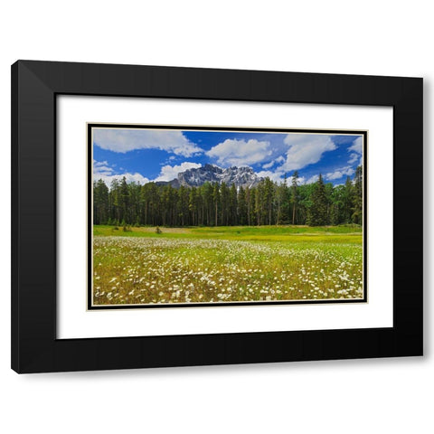 Canada-Alberta-Banff National Park Landscape with field of common daisies and Cascade Mountain Black Modern Wood Framed Art Print with Double Matting by Jaynes Gallery