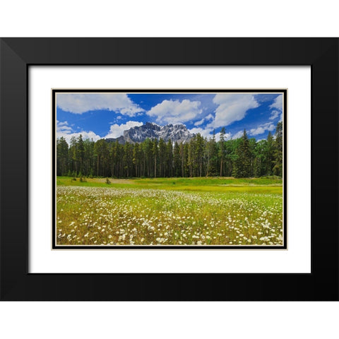 Canada-Alberta-Banff National Park Landscape with field of common daisies and Cascade Mountain Black Modern Wood Framed Art Print with Double Matting by Jaynes Gallery
