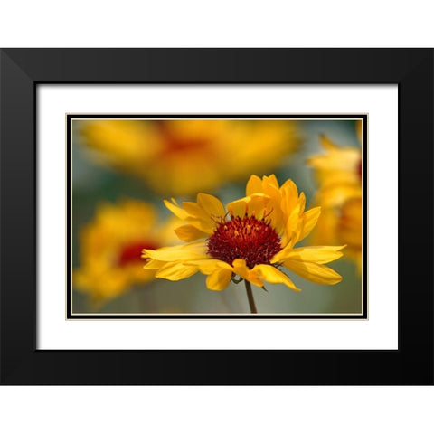 Canada-Alberta-Jasper National Park Brown-eyed Susan flower close-up Black Modern Wood Framed Art Print with Double Matting by Jaynes Gallery