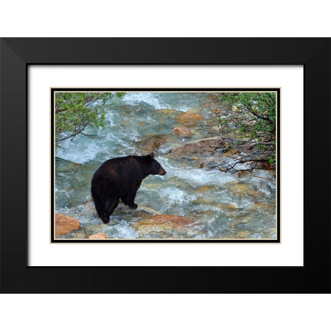 Canada-Alberta-Banff National Park American black bear sow crossing creek Black Modern Wood Framed Art Print with Double Matting by Jaynes Gallery