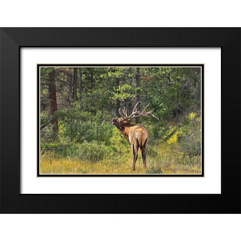Canada-Alberta-Jasper National Park Male elk calling Black Modern Wood Framed Art Print with Double Matting by Jaynes Gallery