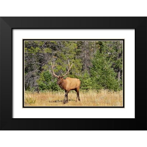 Canada-Alberta-Jasper National Park Male elk walking Black Modern Wood Framed Art Print with Double Matting by Jaynes Gallery
