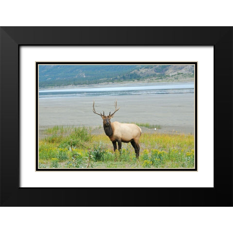 Canada-Alberta-Jasper National Park Male elk in field Black Modern Wood Framed Art Print with Double Matting by Jaynes Gallery