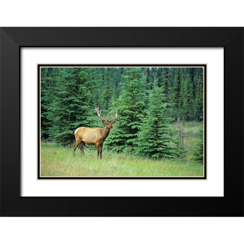 Canada-Alberta-Jasper National Park Male elk in field Black Modern Wood Framed Art Print with Double Matting by Jaynes Gallery
