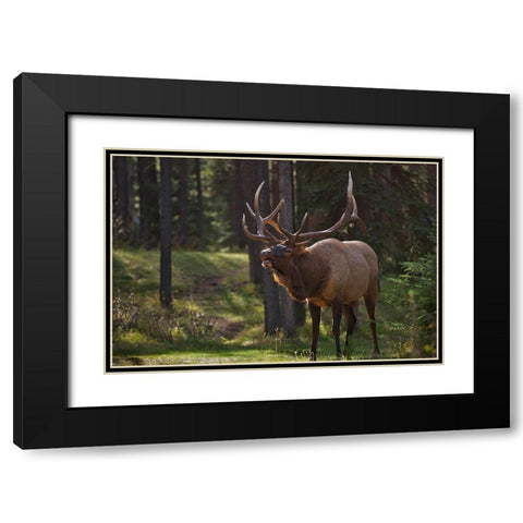 Canada-Alberta-Jasper National Park Male elk calling Black Modern Wood Framed Art Print with Double Matting by Jaynes Gallery