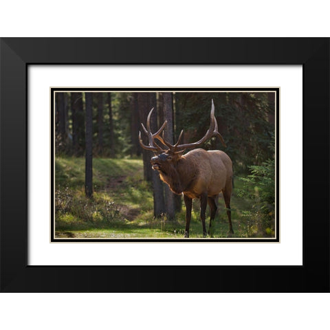 Canada-Alberta-Jasper National Park Male elk calling Black Modern Wood Framed Art Print with Double Matting by Jaynes Gallery