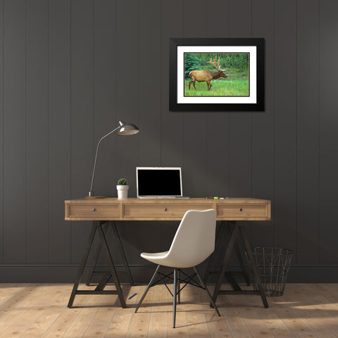 Canada-Alberta-Jasper National Park Male elk walking Black Modern Wood Framed Art Print with Double Matting by Jaynes Gallery