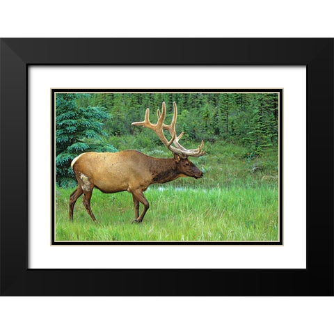 Canada-Alberta-Jasper National Park Male elk walking Black Modern Wood Framed Art Print with Double Matting by Jaynes Gallery
