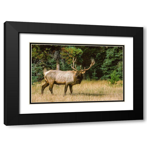 Bull elk with huge rack-Banff National Park-Canada Black Modern Wood Framed Art Print with Double Matting by Garber, Howie