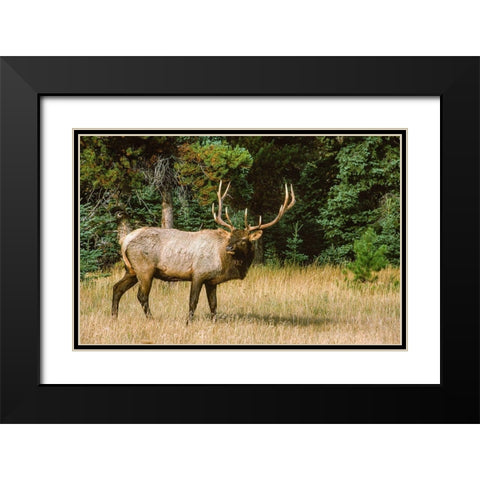 Bull elk with huge rack-Banff National Park-Canada Black Modern Wood Framed Art Print with Double Matting by Garber, Howie