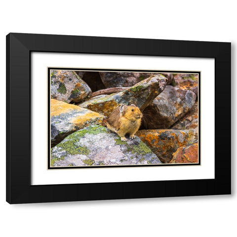 American Pika-Ochotona princeps-Jasper National Park-Alberta-Canada Black Modern Wood Framed Art Print with Double Matting by Bishop, Russ