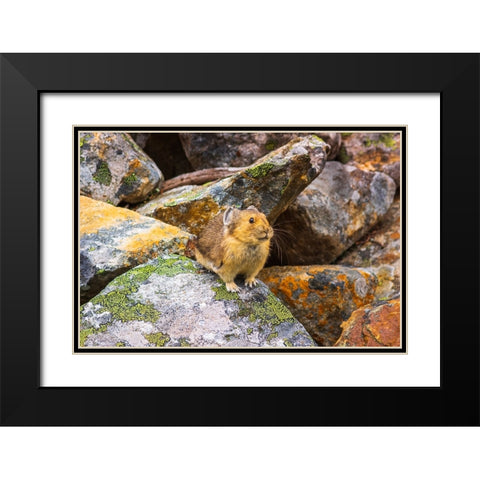 American Pika-Ochotona princeps-Jasper National Park-Alberta-Canada Black Modern Wood Framed Art Print with Double Matting by Bishop, Russ