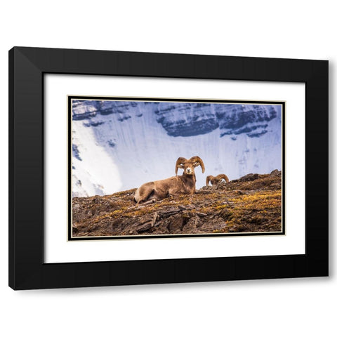 Bighorn rams on Wilcox Ridge under Mount Athabasca-Jasper National Park-Alberta-Canada Black Modern Wood Framed Art Print with Double Matting by Bishop, Russ