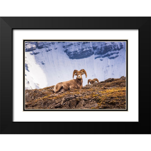 Bighorn rams on Wilcox Ridge under Mount Athabasca-Jasper National Park-Alberta-Canada Black Modern Wood Framed Art Print with Double Matting by Bishop, Russ
