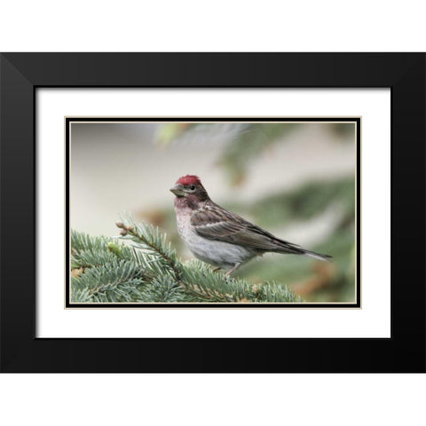 Canada, BC, Kamloops Cassins finch in a pine Black Modern Wood Framed Art Print with Double Matting by Morris, Arthur
