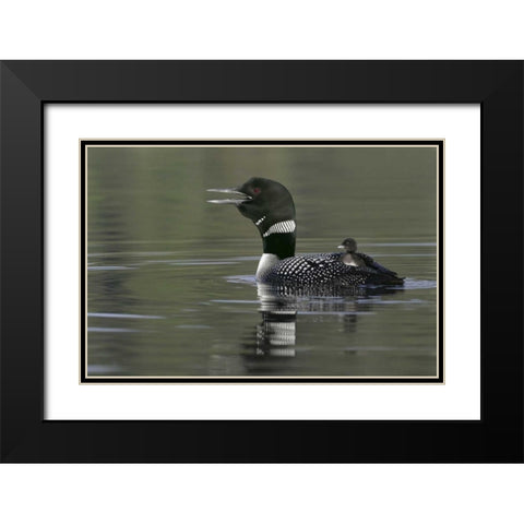 Canada, BC, Kamloops Common loon with chick Black Modern Wood Framed Art Print with Double Matting by Morris, Arthur