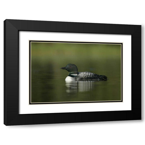 Canada, BC, Kamloops Portrait of common loon Black Modern Wood Framed Art Print with Double Matting by Morris, Arthur