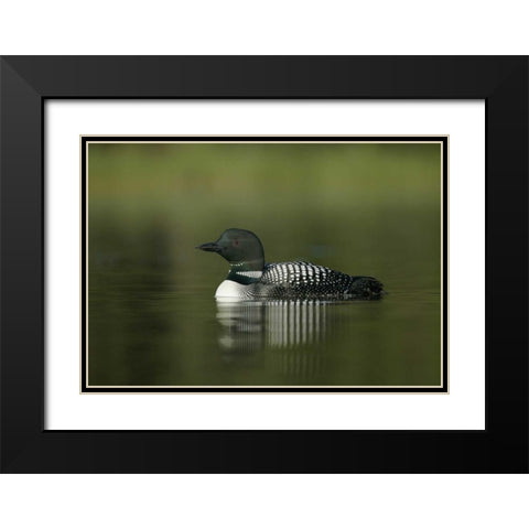 Canada, BC, Kamloops Portrait of common loon Black Modern Wood Framed Art Print with Double Matting by Morris, Arthur