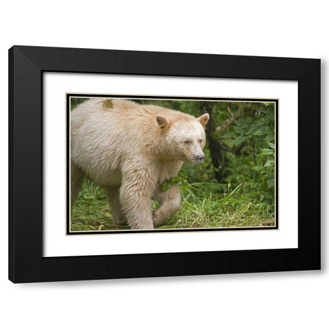 Canada, BC, Princess Royal Island Spirit Bear Black Modern Wood Framed Art Print with Double Matting by Paulson, Don