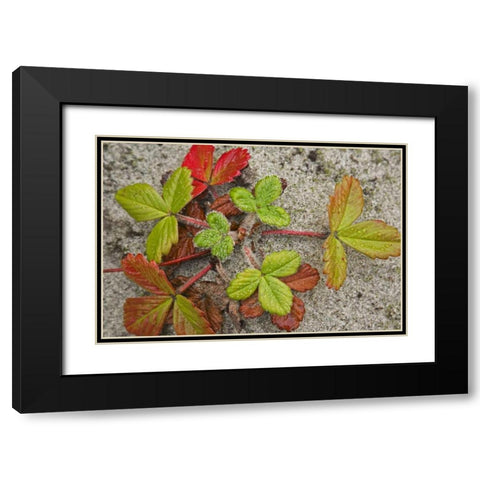 Canada, BC, Calvert Island Beach strawberry Black Modern Wood Framed Art Print with Double Matting by Paulson, Don