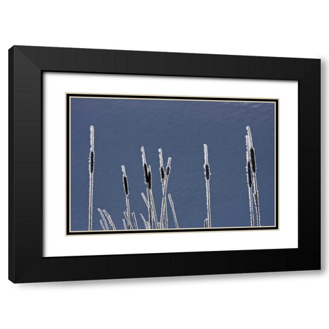 Canada, BC Bulrushes coated with hoar frost Black Modern Wood Framed Art Print with Double Matting by Young, Bill