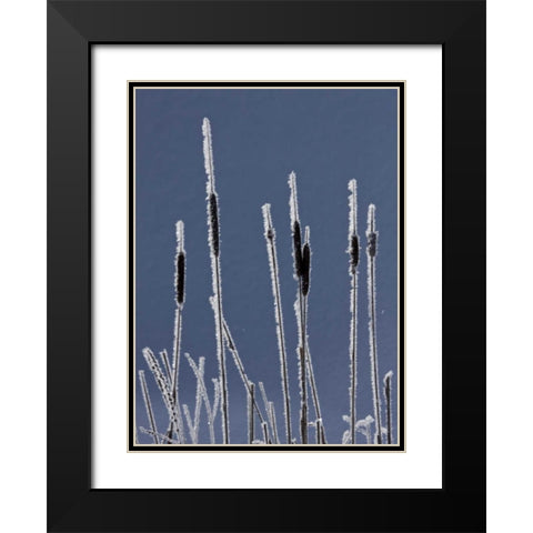 Canada, BC Bulrushes coated with hoar frost Black Modern Wood Framed Art Print with Double Matting by Young, Bill