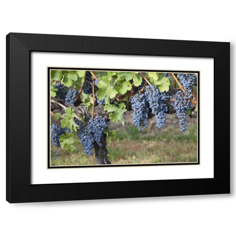 Canada, BC, Osoyoos Purple grapes in vineyards Black Modern Wood Framed Art Print with Double Matting by Paulson, Don