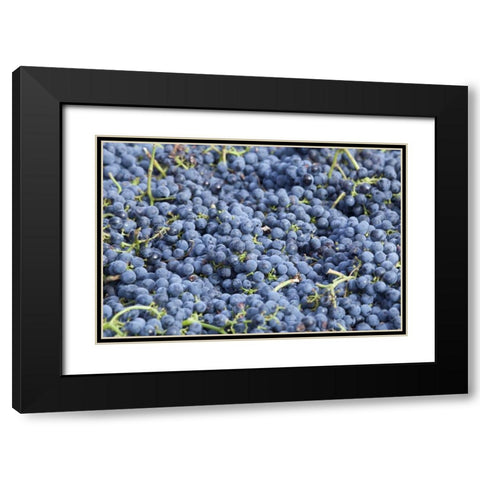 Canada, BC, Osoyoos Fresh purple grapes Black Modern Wood Framed Art Print with Double Matting by Paulson, Don