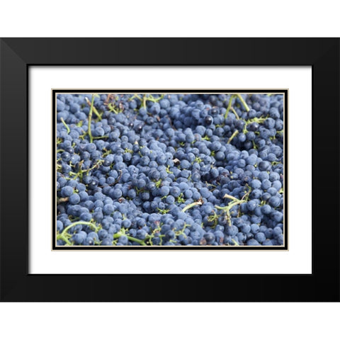 Canada, BC, Osoyoos Fresh purple grapes Black Modern Wood Framed Art Print with Double Matting by Paulson, Don