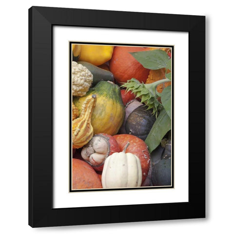 Canada, BC, Keremeos Winter squash Black Modern Wood Framed Art Print with Double Matting by Paulson, Don
