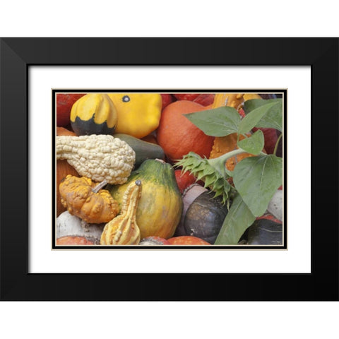 Canada, BC, Keremeos Winter squash Black Modern Wood Framed Art Print with Double Matting by Paulson, Don