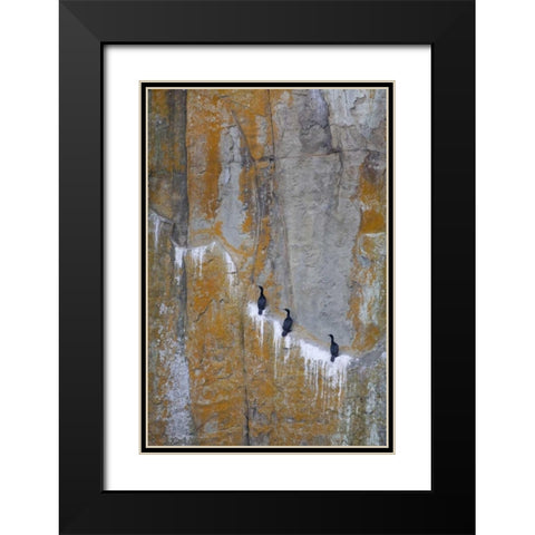 Canada, BC Double-crested cormorants Black Modern Wood Framed Art Print with Double Matting by Paulson, Don