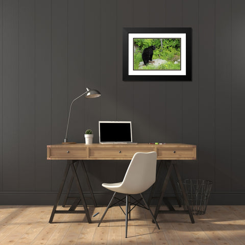 Canada, BC, Pemberton American black bear Black Modern Wood Framed Art Print with Double Matting by Grandmaison, Mike
