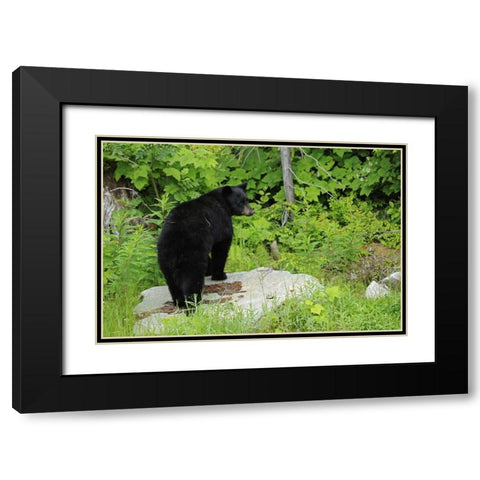 Canada, BC, Pemberton American black bear Black Modern Wood Framed Art Print with Double Matting by Grandmaison, Mike