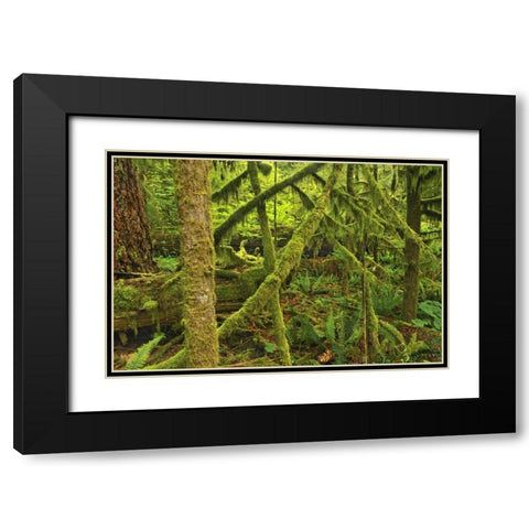 Canada, BC ,Mossy trees in Cathedral Grove Black Modern Wood Framed Art Print with Double Matting by Grandmaison, Mike