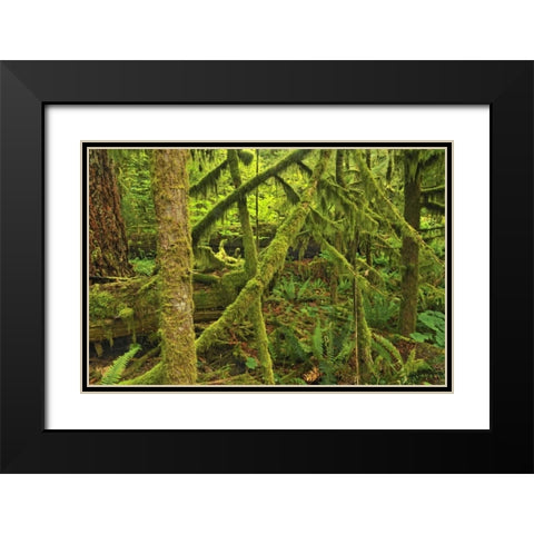 Canada, BC ,Mossy trees in Cathedral Grove Black Modern Wood Framed Art Print with Double Matting by Grandmaison, Mike
