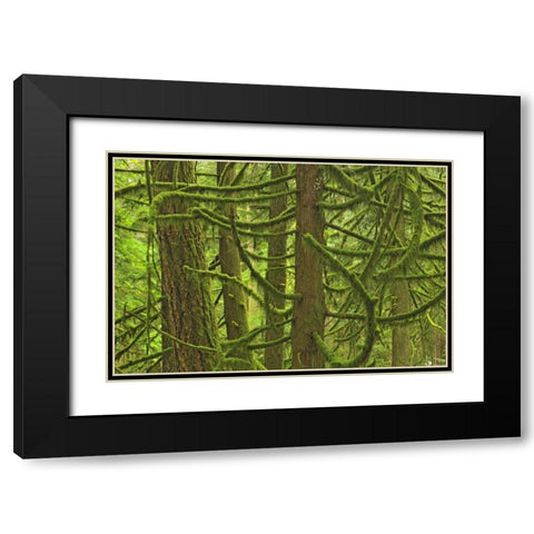 Canada, BC ,Mossy trees in Cathedral Grove Black Modern Wood Framed Art Print with Double Matting by Grandmaison, Mike