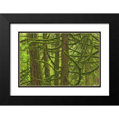 Canada, BC ,Mossy trees in Cathedral Grove Black Modern Wood Framed Art Print with Double Matting by Grandmaison, Mike