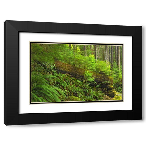 Canada, BC, Plants growing on log in rain forest Black Modern Wood Framed Art Print with Double Matting by Grandmaison, Mike